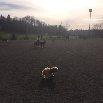 Westcrest Park Off-Leash Area - Dog Parks Near Me - Seattle, Washington Westcrest Park Off-Leash Area - Dog Parks Near Me - Seattle, Washington