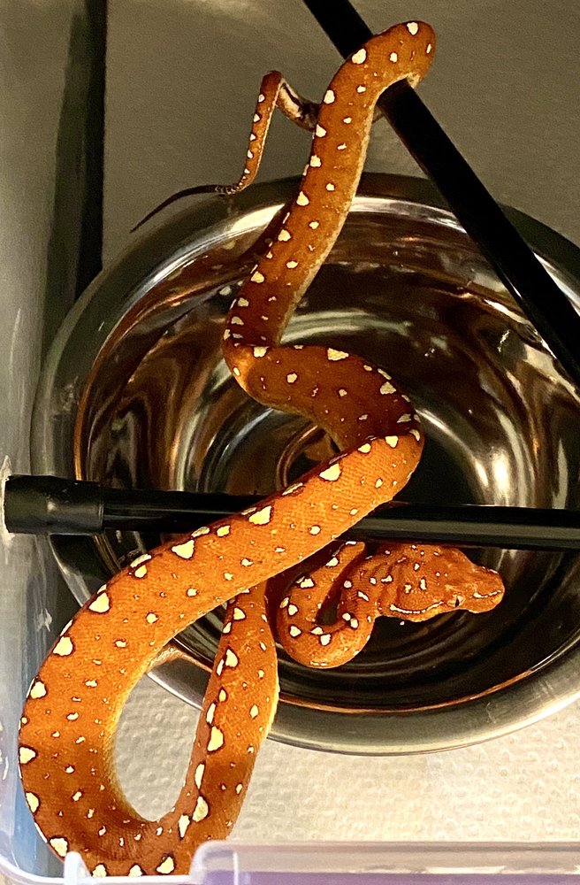 STRICTLY REPTILES Updated October 2024 6450 Stirling Rd, Hollywood