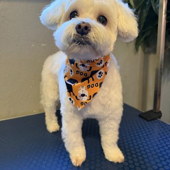 Animal Options - Pet Groomers Near Me - Toledo, Ohio