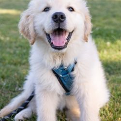 Golden Meadows Retrievers