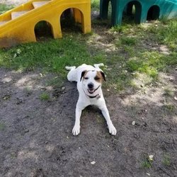 All Seasons Pet Resort