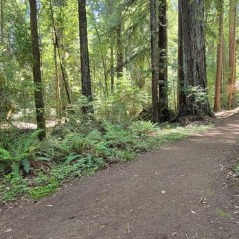 Hendy Woods State Park - Parks Near Me - Philo, California