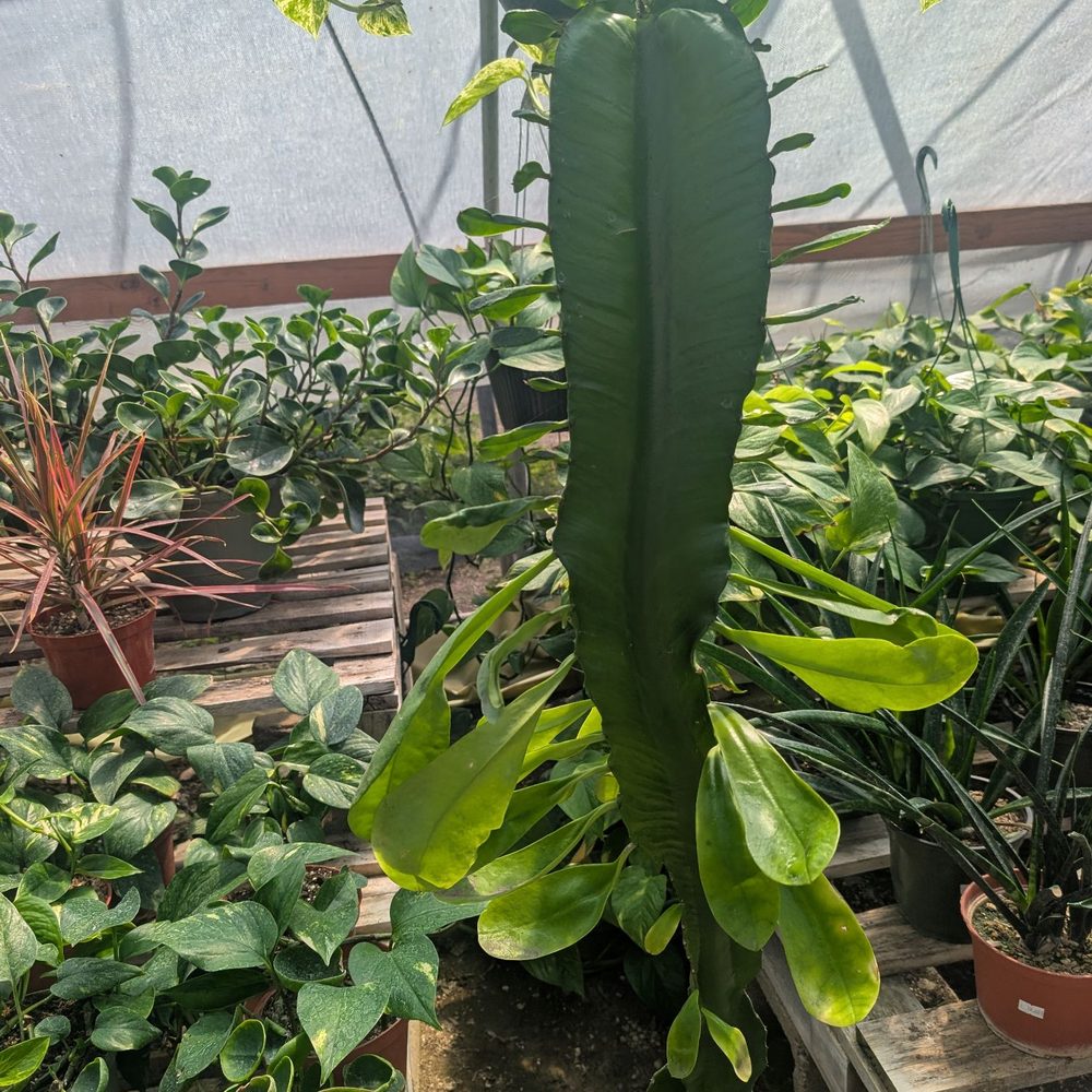 Garibaldo's Nursery - Nurseries & Gardening Near Me - Bellflower, California