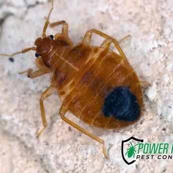 Power Pros Pest Control - Pest Control Near Me - Canyon Lake, California Power Pros Pest Control - Pest Control Near Me - Canyon Lake, California