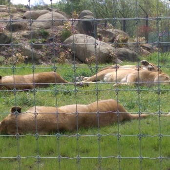 The Five Sisters Zoo - Zoos Near Me - West Calder, WLN