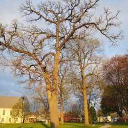 Evening light.