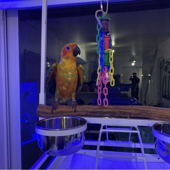 Paw Central - We care for your pets like they're family!
Bird sitting! - Pet Sitting Near Me - Miami, Florida Paw Central - We care for your pets like they're family!
Bird sitting! - Pet Sitting Near Me - Miami, Florida