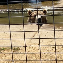 Bear Bear