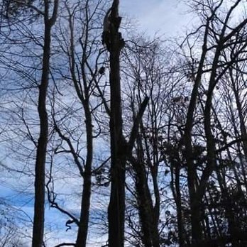 RF Green Trees - Tree Services Near Me RF Green Trees - Tree Services Near Me