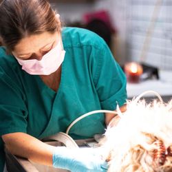 Hiram Animal Hospital