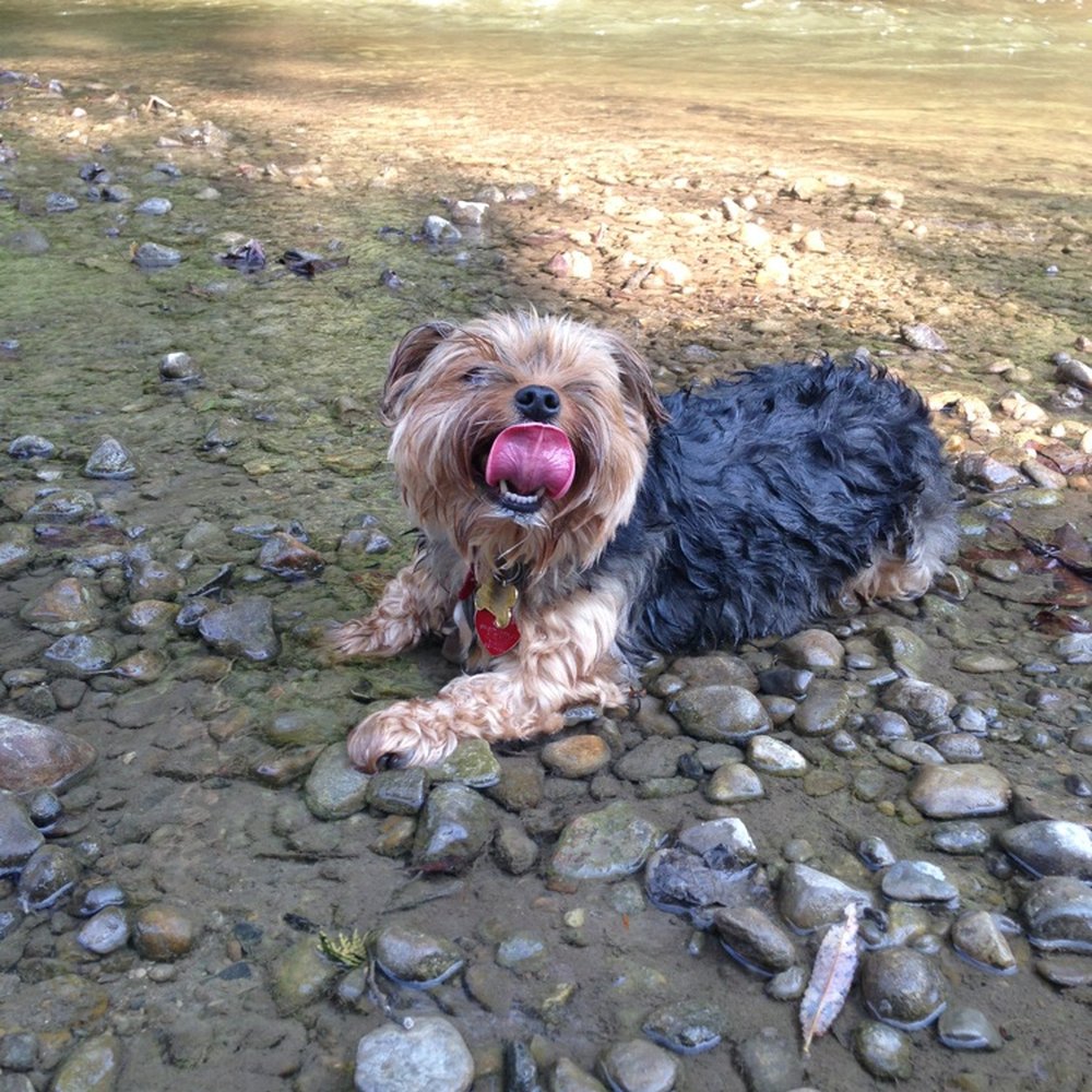 My dog enjoying the creek!