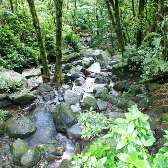 El Yunque Rainforest - Hiking Near Me - Luquillo, Puerto Rico