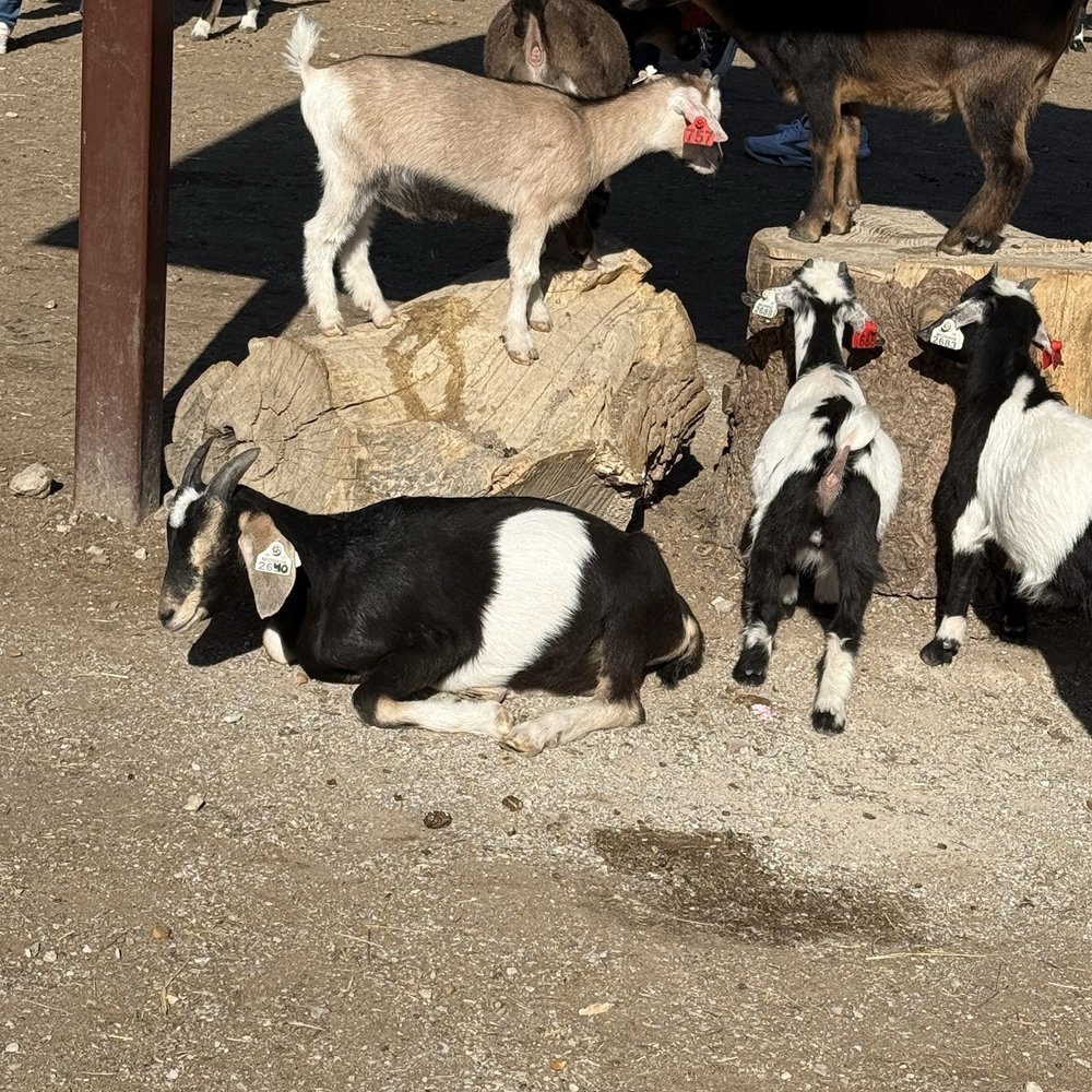 Grant's Farm - Goats - Attraction Farms Near Me - St. Louis, Missouri