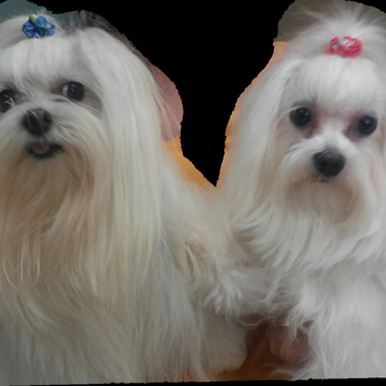Scottie Paws Pet Resort & Spa - Pet Groomers Near Me - Miami, Florida