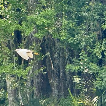 Acadian Swamp Tours - Boat Tours Near Me - White Castle, Louisiana Acadian Swamp Tours - Boat Tours Near Me - White Castle, Louisiana