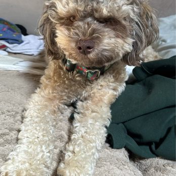Groom To Bloom - After! - Pet Groomers Near Me - Los Angeles, California