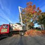 Photo of Armando's Tree Service