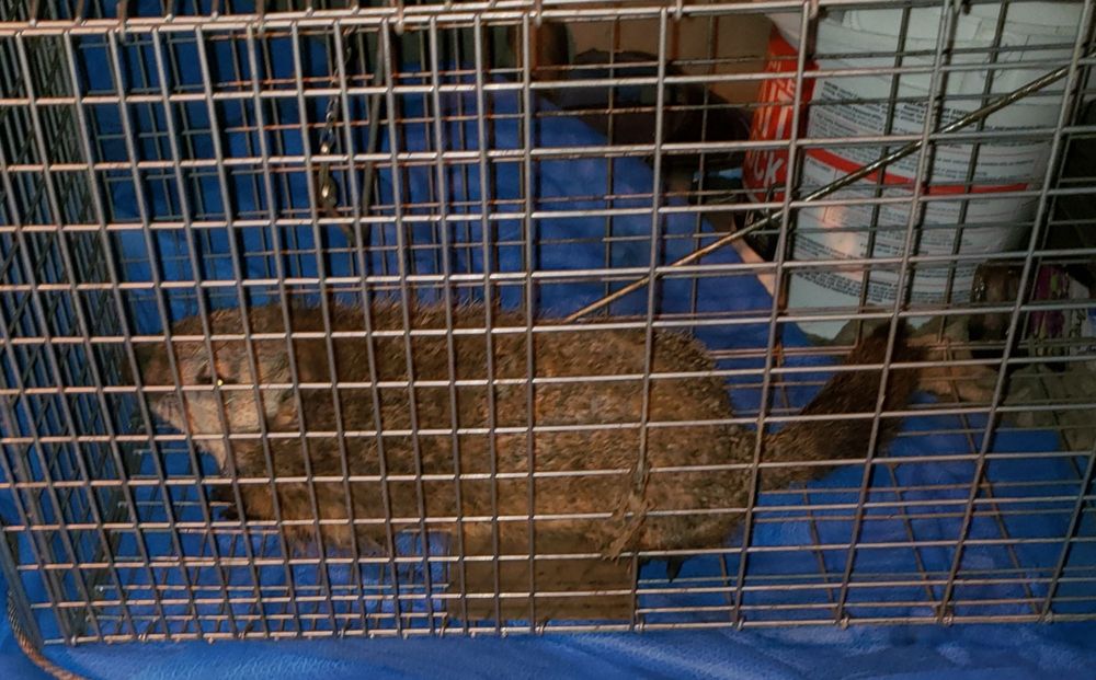 OHIO EXTERMINATING SOLUTIONS Pest Control Cleveland, OH Phone Number Yelp