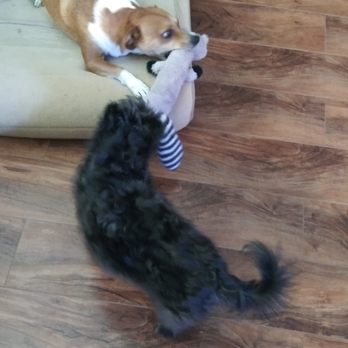 Value Dog Training - new toys to play tug-of-war!! - Pet Training Near Me