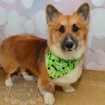 Bath Brush and Beyond - Before this photo, his chest fur was practically touching the ground! - Pet Groomers Near Me - Albuquerque, New Mexico