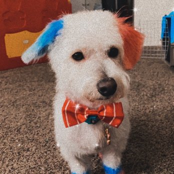Pampered Paws - Pet Groomers Near Me - Carmichael, California Pampered Paws - Pet Groomers Near Me - Carmichael, California