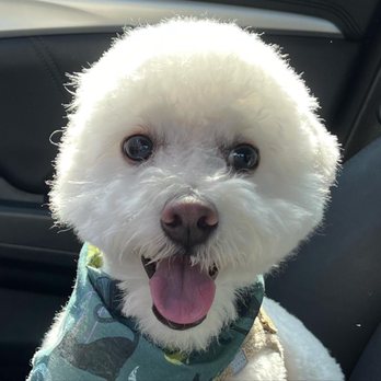 Doggie Dos  - Pet Groomers Near Me - La Mesa, California