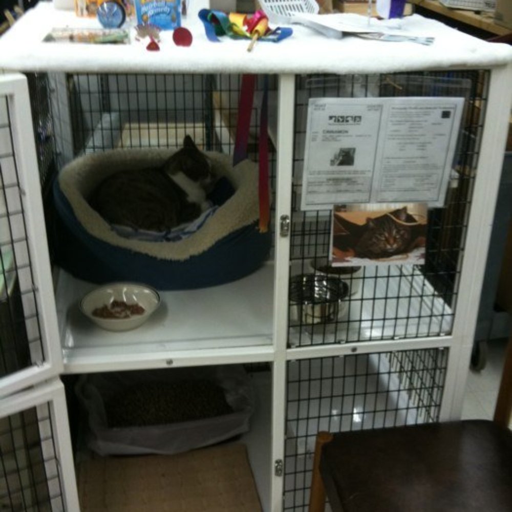 Treasure Paws - Cinnamon - Thrift Stores Near Me - Burlingame, California Treasure Paws - Cinnamon - Thrift Stores Near Me - Burlingame, California