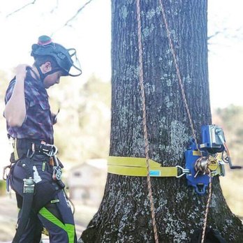 Scenic City Arborists - Benjamin preparing to climb a tree to do some pruning in Chattanooga. - Tree Services Near Me Scenic City Arborists - Benjamin preparing to climb a tree to do some pruning in Chattanooga. - Tree Services Near Me