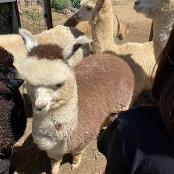 A Simpler Time Alpaca Farm And Mill - Alpacas - Knitting Supplies Near Me - El Cajon, California