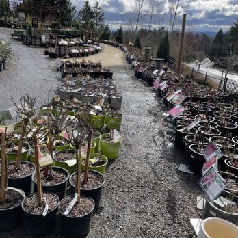 Cornell Farm - New roses and peonies are available for purchase - Nurseries & Gardening Near Me - Portland, Oregon