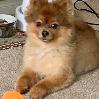 Applause Four Paws - Happy dog - Pet Groomers Near Me - Ventura, California