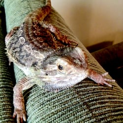 Wags to Whiskers In-Home Pet Sitting
