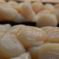 Freshest Seafood