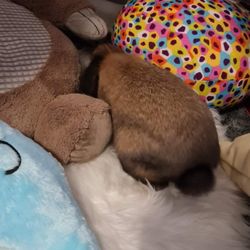 Rspca