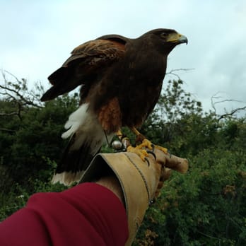Sky Falconry - Specialty Schools Near Me - Alpine, California Sky Falconry - Specialty Schools Near Me - Alpine, California