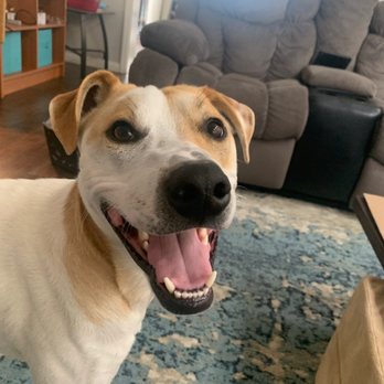 Camp Run-A-Mutt - "Ready to go to camp?" - Pet Sitting Near Me - Chula Vista, California