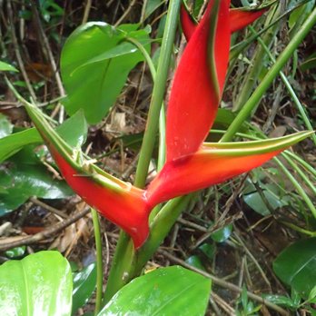 Pu'u Pia Trail - Hiking Near Me - Honolulu, Hawaii