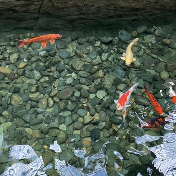 MOOR - Koi fish - Seafood Near Me - Kissimmee, Florida MOOR - Koi fish - Seafood Near Me - Kissimmee, Florida