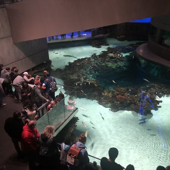 National Aquarium - View of the first exhibit you experience, from above. - Aquariums Near Me - Baltimore, Maryland National Aquarium - View of the first exhibit you experience, from above. - Aquariums Near Me - Baltimore, Maryland