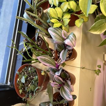 Rhizome - a row of potted plants on a window sill - Coffee & Tea Near Me - Cameron, North Carolina Rhizome - a row of potted plants on a window sill - Coffee & Tea Near Me - Cameron, North Carolina