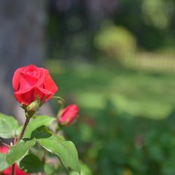 Centennial Gardens and  Bird Sanctuary