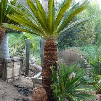 Primo Palms, Inc. - Nurseries & Gardening Near Me - Fallbrook, California Primo Palms, Inc. - Nurseries & Gardening Near Me - Fallbrook, California