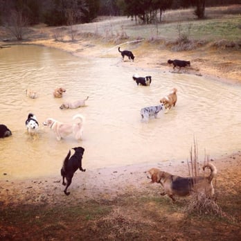 Lucky Dog Daycare Ranch - Lucky Dogs get to swim whenever they like! - Pet Boarding Near Me - Denton, Texas Lucky Dog Daycare Ranch - Lucky Dogs get to swim whenever they like! - Pet Boarding Near Me - Denton, Texas
