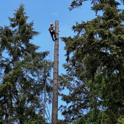 Flying Squirrel Tree Service - 130 foot tree being removed right beside beautiful home