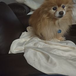 Simba
