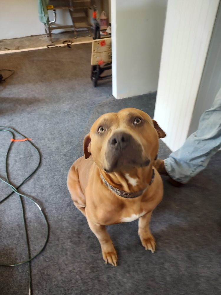 PATRICK’S PET GROOMING Updated May 2024 22 Photos 215 Dr