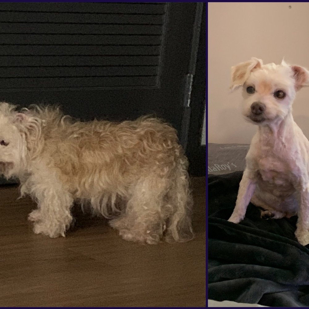 Rachel's Dog Grooming - Fuzzy before and after 07-17-20 - Pet Groomers Near Me - Milpitas, California Rachel's Dog Grooming - Fuzzy before and after 07-17-20 - Pet Groomers Near Me - Milpitas, California
