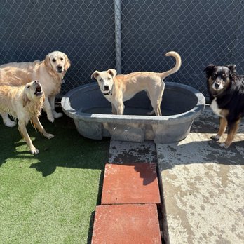 Creekside Pet Boarding - Pool Party! - Pet Training Near Me - Arroyo Grande, California Creekside Pet Boarding - Pool Party! - Pet Training Near Me - Arroyo Grande, California