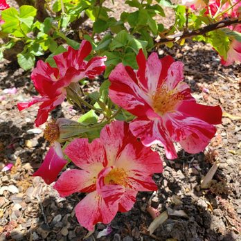 Rose Garden - Botanical Gardens Near Me - El Paso, Texas