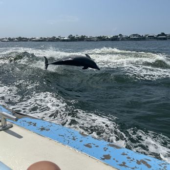 Surf's Up Dolphin Cruises - Boat Tours Near Me - Orange Beach, Alabama Surf's Up Dolphin Cruises - Boat Tours Near Me - Orange Beach, Alabama